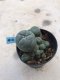 Lophophora williamsii grow from seed-can give flower and seed