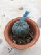 Lophophora williamsii grow from seed-can give flower and seed