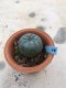 Lophophora williamsii grow from seed-can give flower and seed