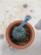 Lophophora williamsii grow from seed-can give flower and seed