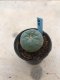Lophophora Fricii grow from seed-can give flower and seed