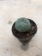 Lophophora Fricii grow from seed-can give flower and seed