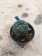 Lophophora williamsii grow from seed-can give flower and seed