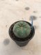 Lophophora fricii grow from seed-can give flower and seed