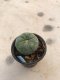 Lophophora fricii grow from seed-can give flower and seed