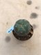 Lophophora williamsii variegata grow from seed-can give flower and seed