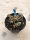 Lophophora williamsii variegata grow from seed-can give flower and seed