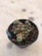 Lophophora williamsii variegata grow from seed-can give flower and seed