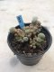 Lophophora williamsii variegata grow from seed-can give flower and seed