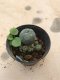 Lophophora williamsii 5 cm 7 years old-grow from seed-can give flower and seed