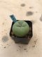 Lophophora diffusa 7 years old-grow from seed-can give flower and seed