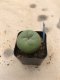 Lophophora diffusa 7 years old-grow from seed-can give flower and seed