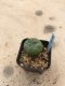 Lophophora diffusa 7 years old-grow from seed-can give flower and seed