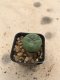 Lophophora diffusa 7 years old-grow from seed-can give flower and seed