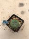 Lophophora diffusa 7 years old-grow from seed-can give flower and seed