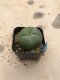 Lophophora diffusa 7 years old-grow from seed-can give flower and seed