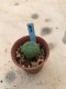 1x Lophophora williamsii 3-5 cm 7 years old-grow from seed-can give flower and seed