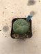 Lophophora diffusa 7 years old-grow from seed-can give flower and seed