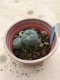 Lophophora williamsii 7 years old-grow from seed-can give flower and seed