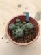 Lophophora williamsii 7 years old-grow from seed-can give flower and seed