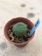 1x Lophophora williamsii 3-5 cm 7 years old-grow from seed-can give flower and seed