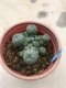 Lophophora williamsii 7 years old-grow from seed-can give flower and seed