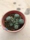 Lophophora williamsii 7 years old-grow from seed-can give flower and seed
