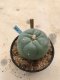 Lophophora williamsii 7 years old-grow from seed-can give flower and seed