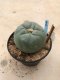 Lophophora williamsii 7 years old-grow from seed-can give flower and seed