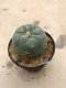 Lophophora williamsii 7 years old-grow from seed-can give flower and seed