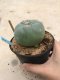 Lophophora williamsii 7 years old-grow from seed-can give flower and seed