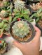 Lophophora Williamsii Variegata 6-7 cm 12 years old seed ownroot flower seedling ロフォフォラ　烏羽玉　仔吹き サボテン
