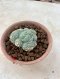 Lophophora Fricii cristata  5-6 cm 12 years old seed ownroot flower seedling ロフォフォラ　烏羽玉　仔吹き サボテン