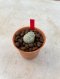 Lophophora Fricii cristata  2-3 cm 7 years old seed ownroot flower seedling ロフォフォラ　烏羽玉　仔吹き サボテン