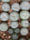 lophophora fricii ooibo super white size 3-4 cm japan import 7 years old - can give flower and seed(copy)