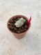 Lophophora Fricii cristata  2-3 cm 7 years old seed ownroot flower seedling ロフォフォラ　烏羽玉　仔吹き サボテン