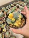 Lophophora Williamsii Variegata 6-7 cm 12 years old seed ownroot flower seedling ロフォフォラ　烏羽玉　仔吹き サボテン