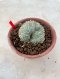 Lophophora Fricii cristata  5-6 cm 12 years old seed ownroot flower seedling ロフォフォラ　烏羽玉　仔吹き サボテン