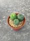Lophophora fricii  grow from seed 5 years old - can give flower and seed
