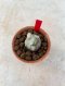Lophophora Fricii cristata  2-3 cm 7 years old seed ownroot flower seedling ロフォフォラ　烏羽玉　仔吹き サボテン