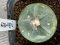 lophophora fricii variegata size 4-5 cm japan import 7 years old - can give flower and seed