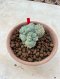Lophophora Fricii cristata  5-6 cm 12 years old seed ownroot flower seedling ロフォフォラ　烏羽玉　仔吹き サボテン