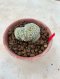 Lophophora Fricii cristata  5-6 cm 12 years old seed ownroot flower seedling ロフォフォラ　烏羽玉　仔吹き サボテン