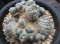 Lophophora williamsii  cristata  japan import 15 years old - can give flower and seed