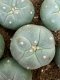lophophora fricii ooibo super white size 3-4 cm japan import 7 years old - can give flower and seed(copy)