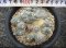 Lophophora williamsii  cristata  japan import 15 years old - can give flower and seed