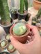 Lophophora Williamsii Variegata 3-4 cm 12 years old seed ownroot flower seedling ロフォフォラ　烏羽玉　仔吹き サボテン