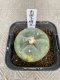 lophophora fricii variegata size 4-5 cm japan import 7 years old - can give flower and seed