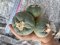 Japan import Lophophora Williamsii   grow from seed 5 years old - can give flower and seed ownroot