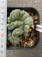 lophophora fricii cristata super white size 5-6 cm japan import 11 years old - can give flower and seed